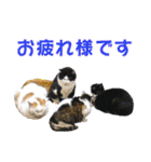 愛しの猫たち（個別スタンプ：27）