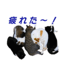 愛しの猫たち（個別スタンプ：28）