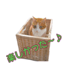 愛しの猫たち（個別スタンプ：29）