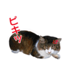 愛しの猫たち（個別スタンプ：30）