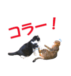 愛しの猫たち（個別スタンプ：31）