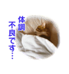 愛しの猫たち（個別スタンプ：32）
