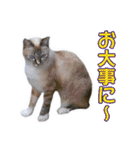 愛しの猫たち（個別スタンプ：33）