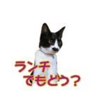 愛しの猫たち（個別スタンプ：34）