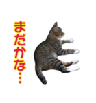 愛しの猫たち（個別スタンプ：35）