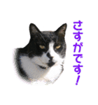 愛しの猫たち（個別スタンプ：36）