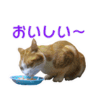 愛しの猫たち（個別スタンプ：38）