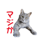 愛しの猫たち（個別スタンプ：39）