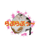 愛しの猫たち（個別スタンプ：40）