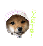 豆柴さんたのスタンプ（個別スタンプ：1）