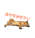 豆柴さんたのスタンプ（個別スタンプ：5）