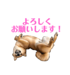 豆柴さんたのスタンプ（個別スタンプ：11）