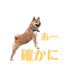 豆柴さんたのスタンプ（個別スタンプ：12）