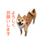 豆柴さんたのスタンプ（個別スタンプ：14）
