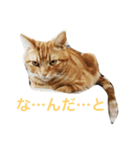 ソラは家の中で飼っている猫です。（個別スタンプ：1）