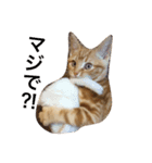 ソラは家の中で飼っている猫です。（個別スタンプ：4）