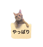 ソラは家の中で飼っている猫です。（個別スタンプ：5）