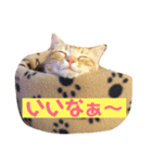 ソラは家の中で飼っている猫です。（個別スタンプ：6）