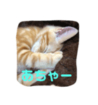 ソラは家の中で飼っている猫です。（個別スタンプ：8）