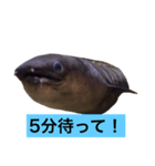 かわいいウツボ君スタンプ（個別スタンプ：4）