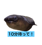 かわいいウツボ君スタンプ（個別スタンプ：5）