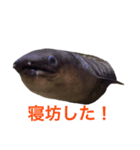 かわいいウツボ君スタンプ（個別スタンプ：9）