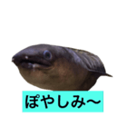 かわいいウツボ君スタンプ（個別スタンプ：10）