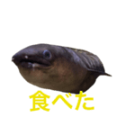 かわいいウツボ君スタンプ（個別スタンプ：12）