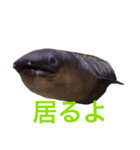 かわいいウツボ君スタンプ（個別スタンプ：13）
