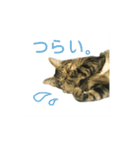 野良猫テンテンの一日（個別スタンプ：1）
