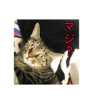 野良猫テンテンの一日（個別スタンプ：2）
