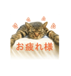 野良猫テンテンの一日（個別スタンプ：3）