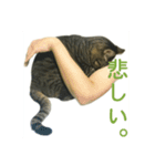 野良猫テンテンの一日（個別スタンプ：4）