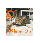 野良猫テンテンの一日（個別スタンプ：6）