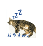 野良猫テンテンの一日（個別スタンプ：7）