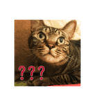 野良猫テンテンの一日（個別スタンプ：8）