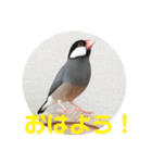 桜文鳥ピーちゃんの日常使いスタンプ（個別スタンプ：1）