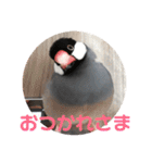 桜文鳥ピーちゃんの日常使いスタンプ（個別スタンプ：4）