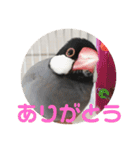桜文鳥ピーちゃんの日常使いスタンプ（個別スタンプ：5）