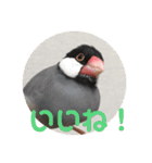 桜文鳥ピーちゃんの日常使いスタンプ（個別スタンプ：7）