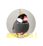 桜文鳥ピーちゃんの日常使いスタンプ（個別スタンプ：10）
