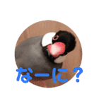 桜文鳥ピーちゃんの日常使いスタンプ（個別スタンプ：12）