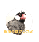 桜文鳥ピーちゃんの日常使いスタンプ（個別スタンプ：13）