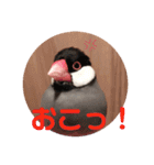 桜文鳥ピーちゃんの日常使いスタンプ（個別スタンプ：14）