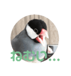 桜文鳥ピーちゃんの日常使いスタンプ（個別スタンプ：15）