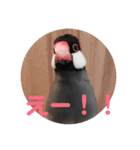桜文鳥ピーちゃんの日常使いスタンプ（個別スタンプ：16）