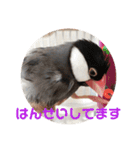 桜文鳥ピーちゃんの日常使いスタンプ（個別スタンプ：17）