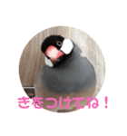 桜文鳥ピーちゃんの日常使いスタンプ（個別スタンプ：19）