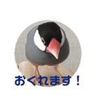 桜文鳥ピーちゃんの日常使いスタンプ（個別スタンプ：20）