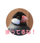 桜文鳥ピーちゃんの日常使いスタンプ（個別スタンプ：21）